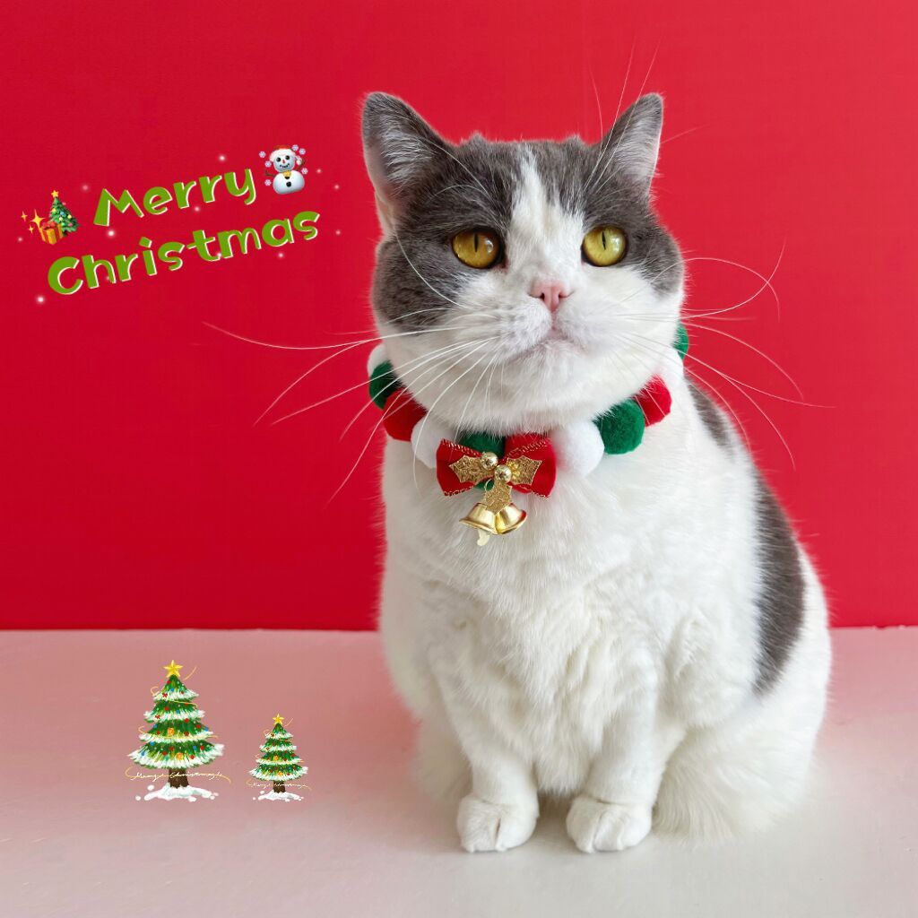 Pet Plush Ball Collar